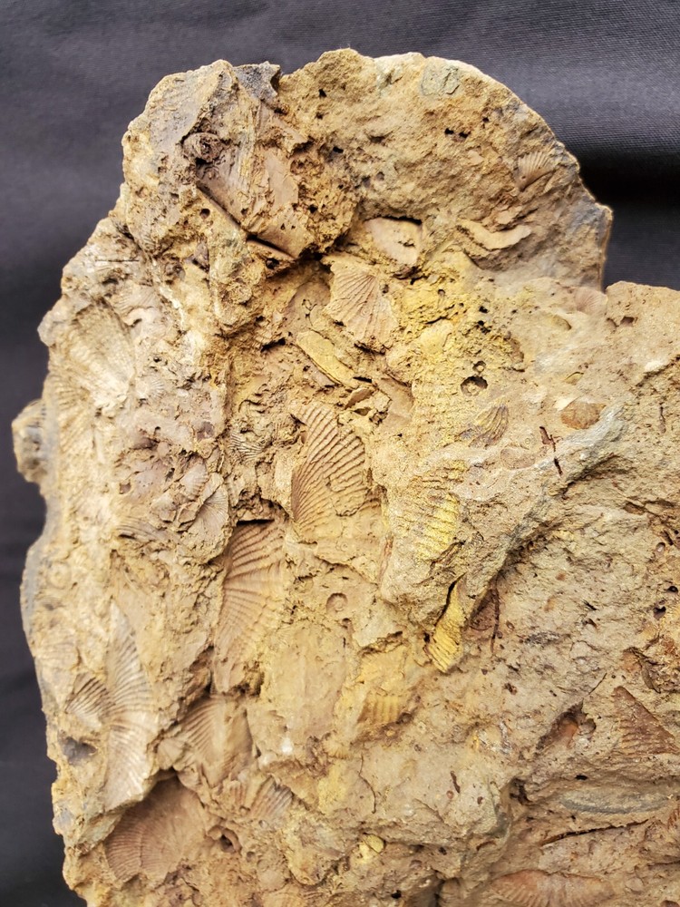 Trilobites, Corals, Crinoid, And Shell Fossils.