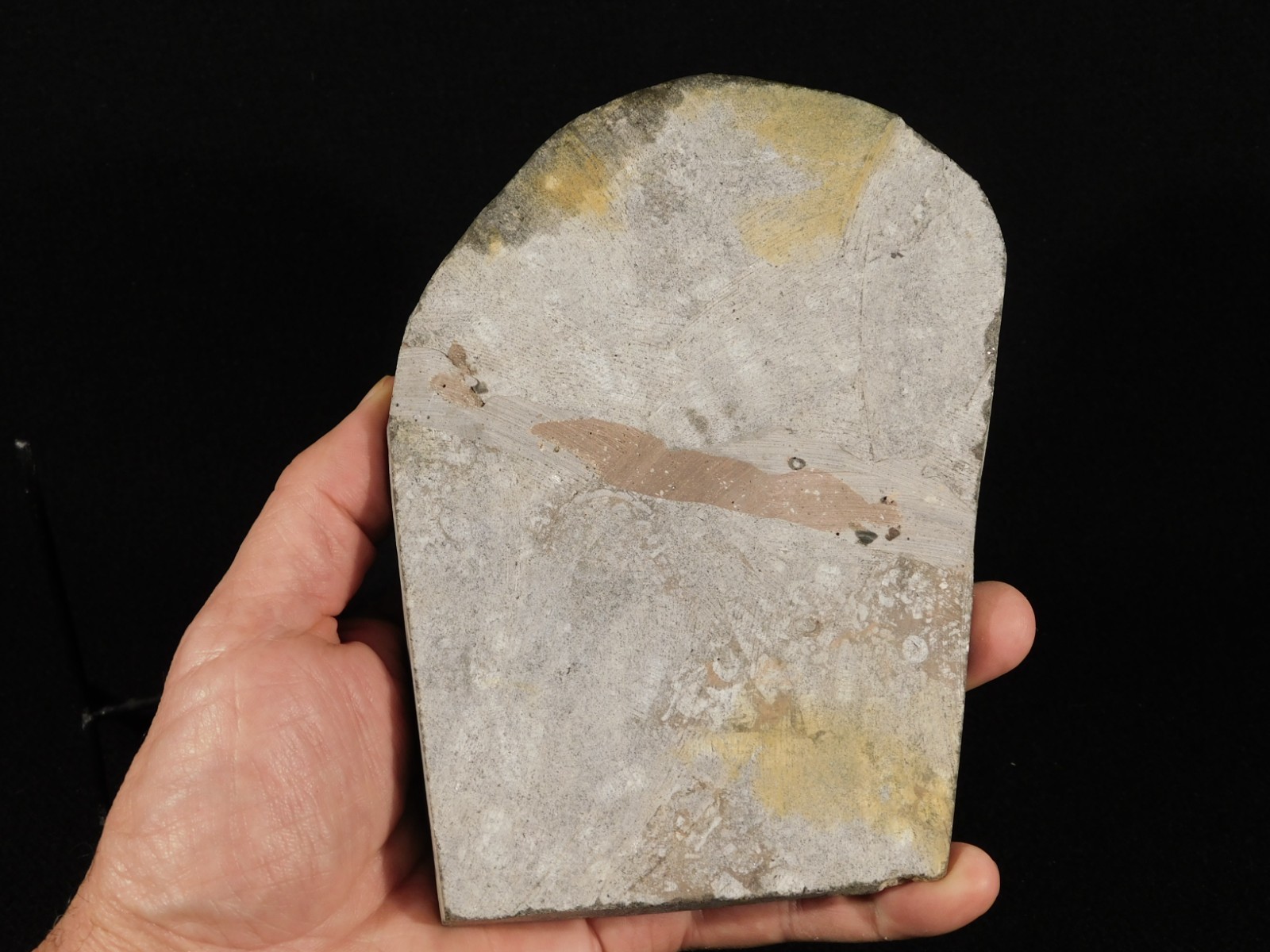 Larger! 430 Million Year Old! CRINOID Fossil or Sea LILY Fossil Morocco 629gr