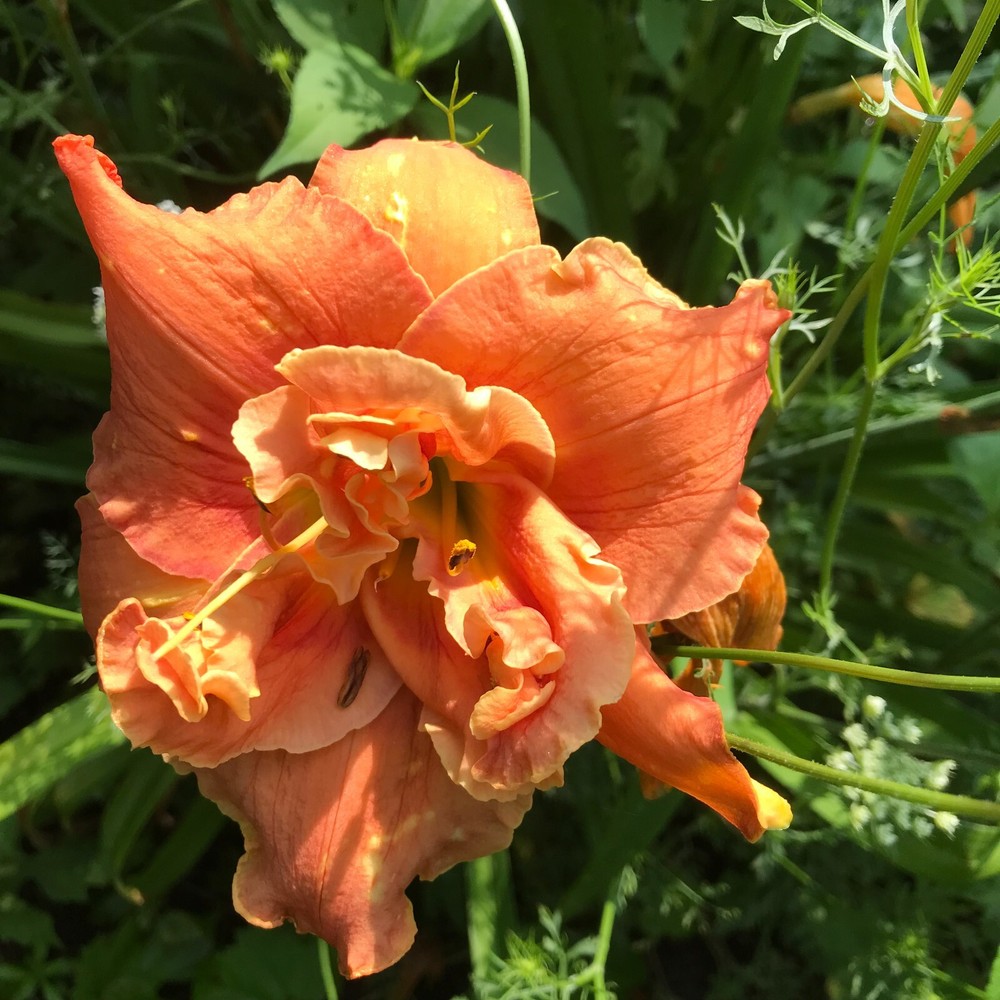 Assorted Daylilies, Mixed Daylilys, perennial's return every year multiplying