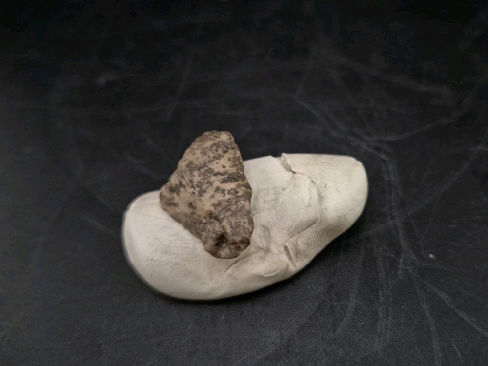 Fossil Dinosaur Permineralized Tooth T-rex 🦖