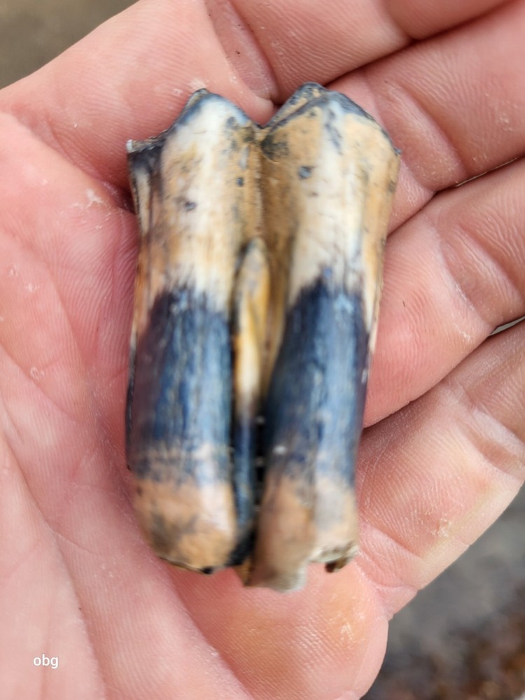 Historic bison tooth with blue vivianite  permineralization