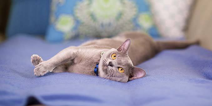 cat digestive support - CAT DIGESTIVE AID 2B- cat probiotic chew