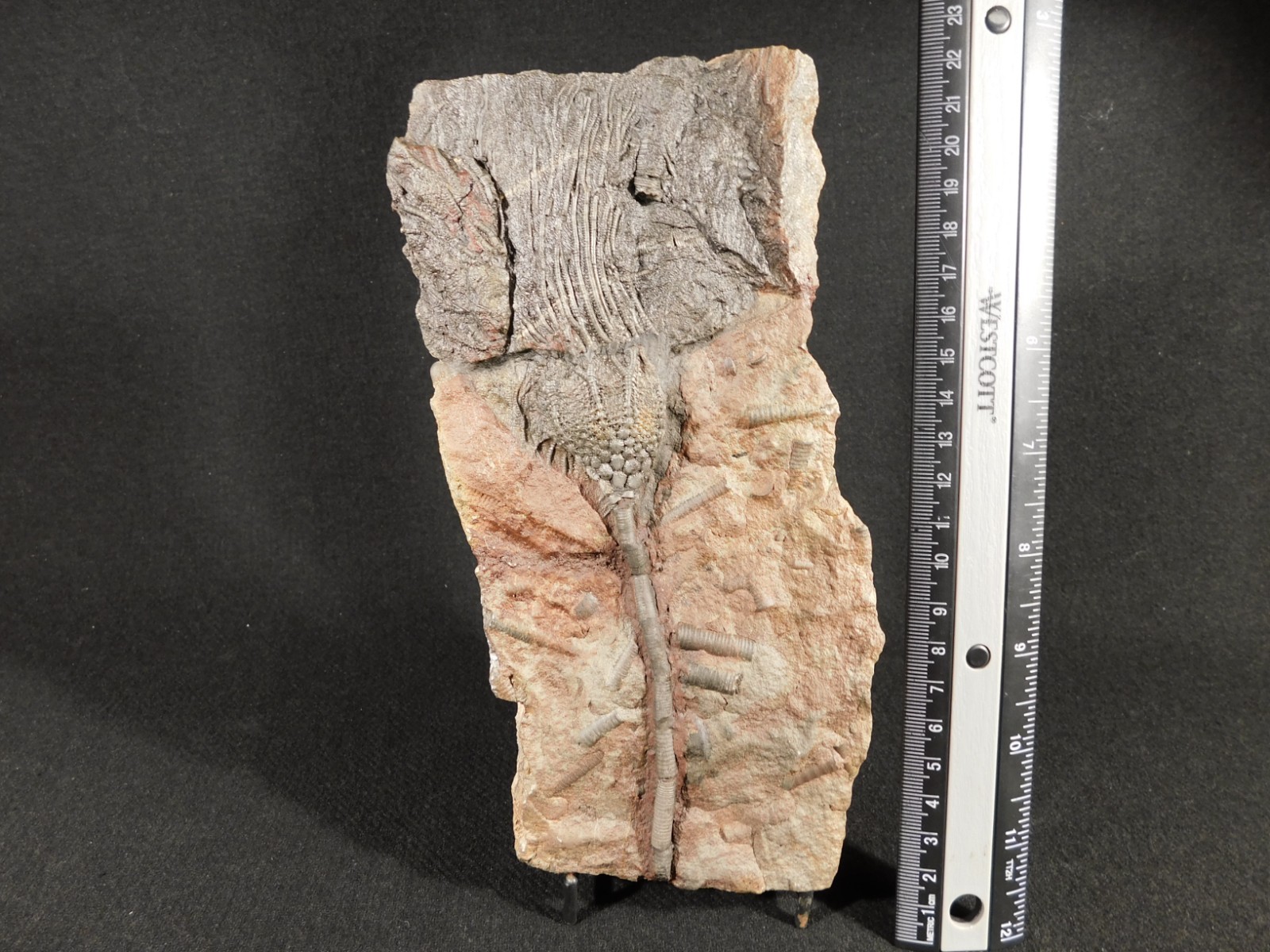 LARGER! 430 Million Year Old! CRINOID Fossil or Sea LILY Fossil Morocco 686gr