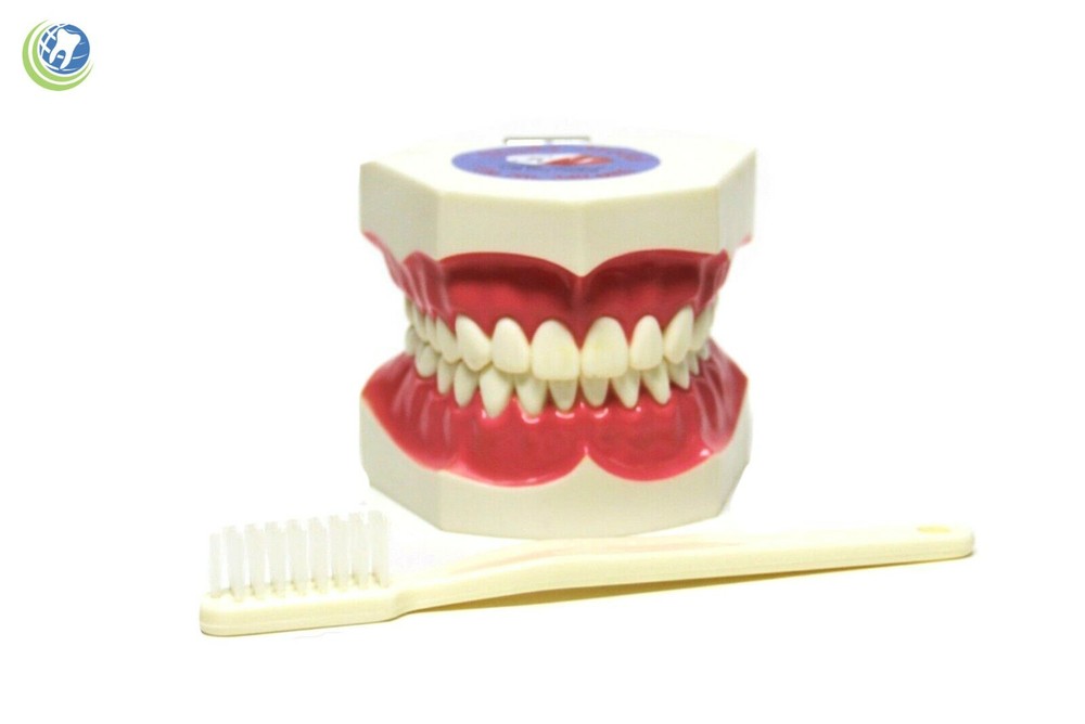 Teeth with Toothbrush Teaching Demo Model Over-sized Demonstration