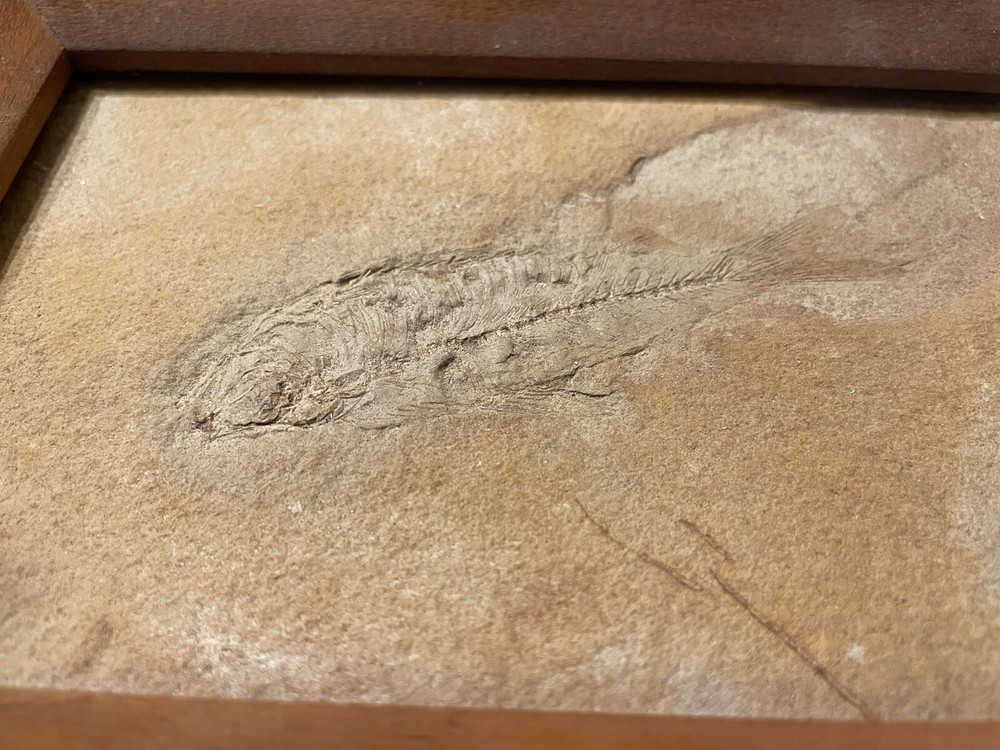 5x7 Framed Solid Fossil Fish Plate