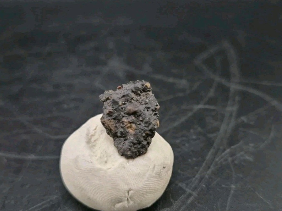 Fossil Dinosaur Permineralized Tooth T-rex 🦖
