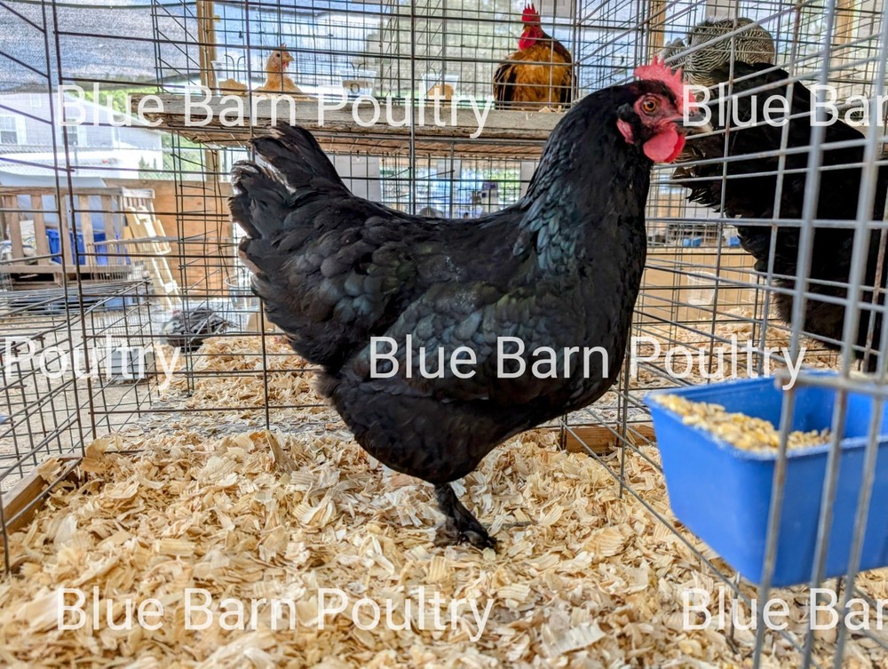 6 Solid Black Marans Chicken Hatching Eggs. Purebred. NPIP.