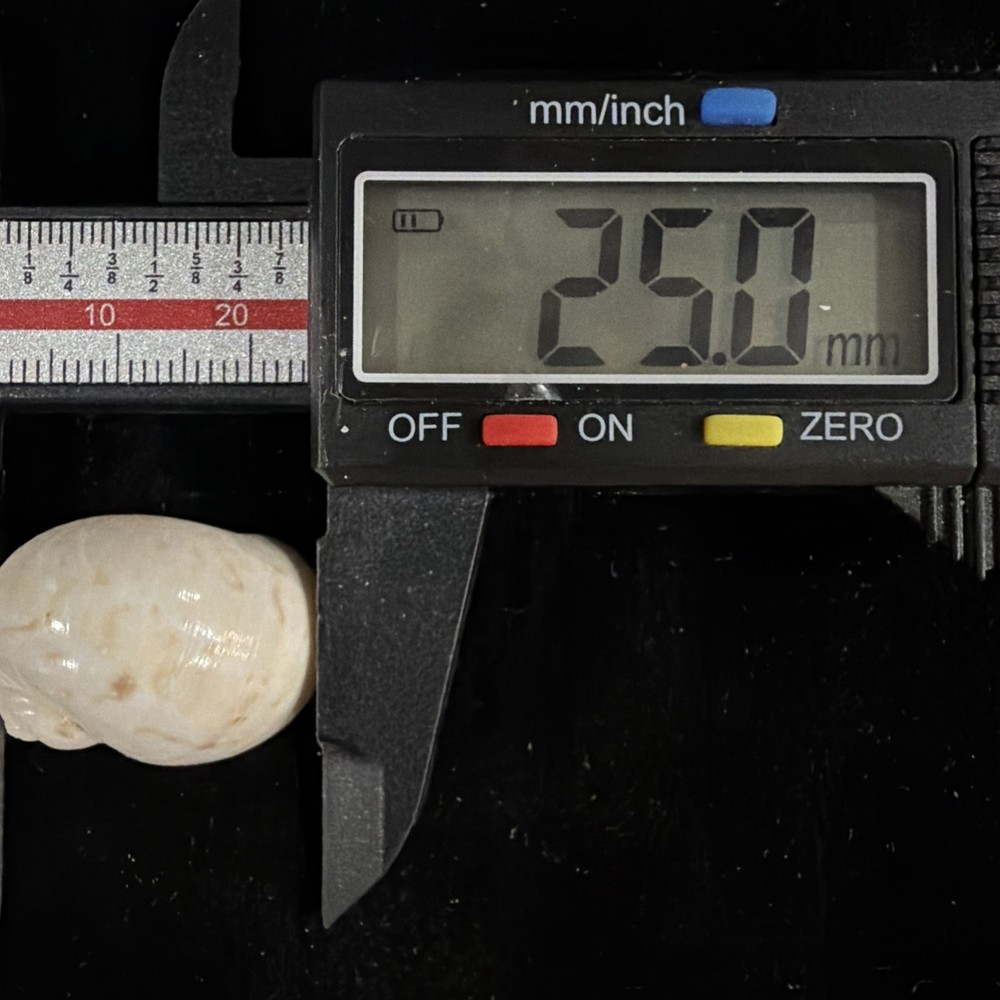 Natica Canrena Shell 25mm Florida (A695)