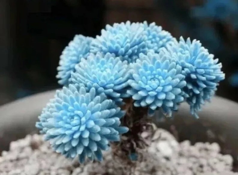 Rare Succulent Lithop Seeds 100PCs/Pack