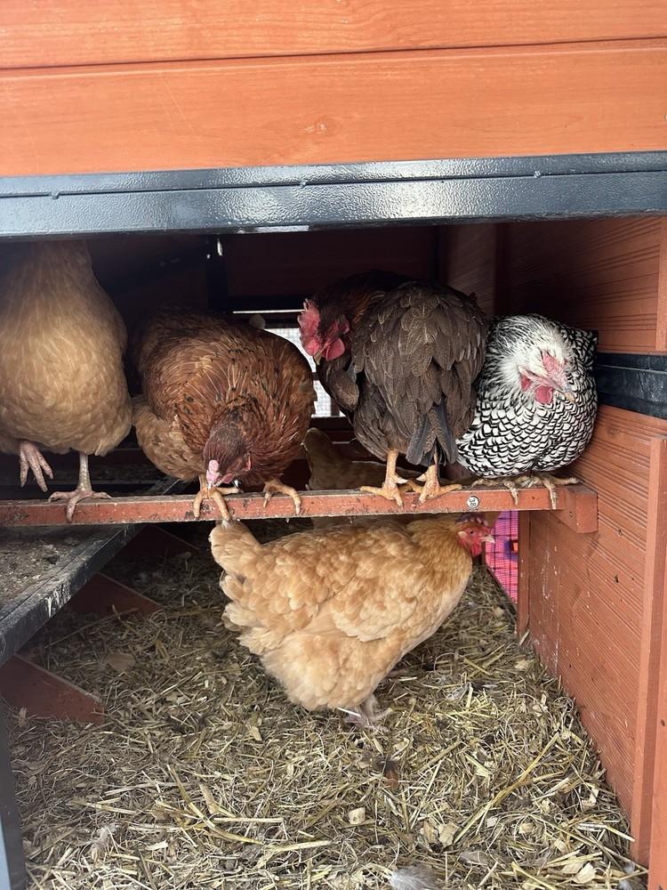 12 Assorted Hatching Eggs, EASTER EGGER, BCM, LAVENDER ORPINGTON, ETC.