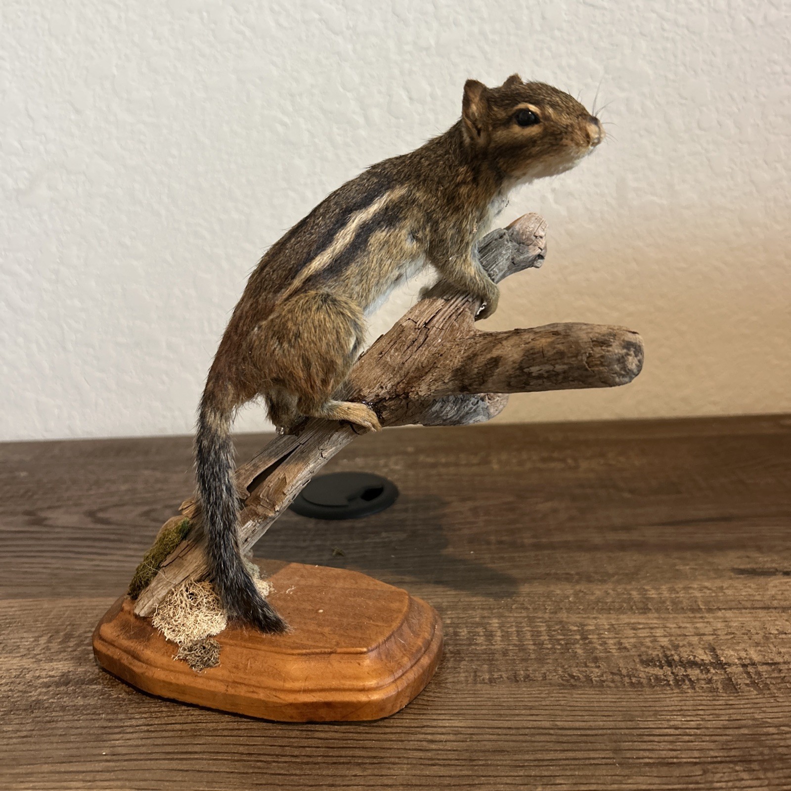 Chipmunk On Base ~ Taxidermy