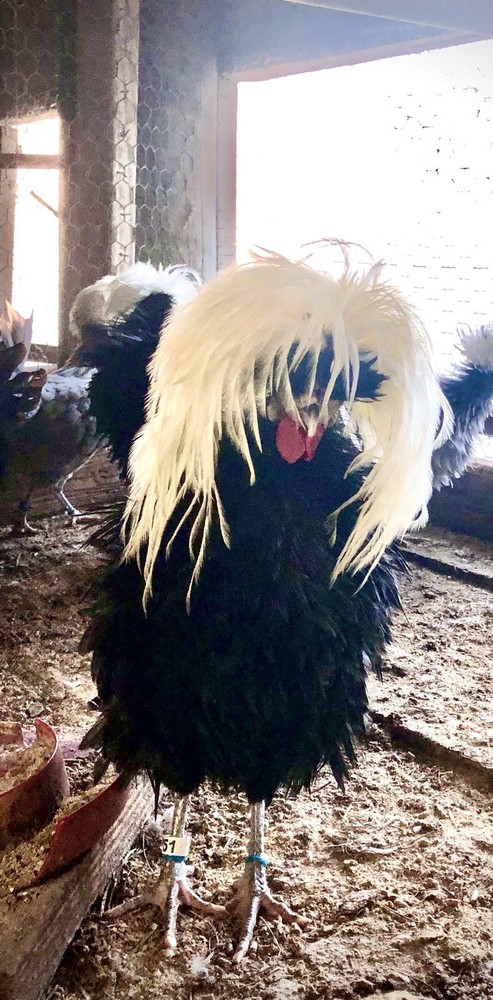 Polish Frizzle Hatching Eggs 15+ NPIP