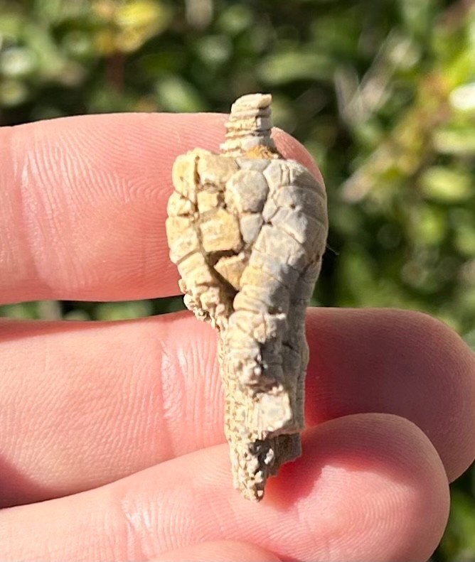 Alabama Fossil Crinoid Alcimocrinus ornatus Bangor Limestone Formation NICE