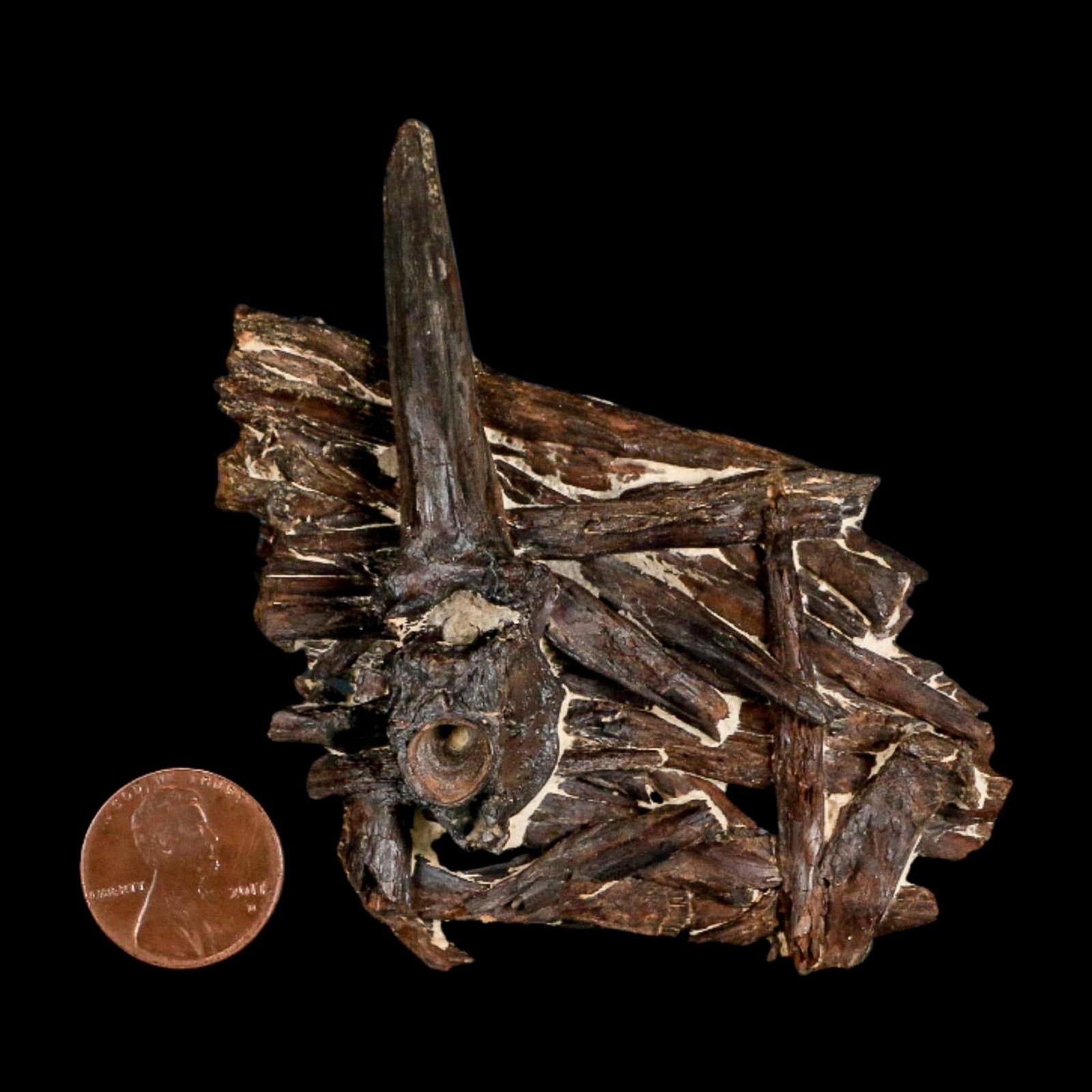 3.1" Unknown Fossil Vertebrae And Bones in Matrix Late Cretaceous Era Niobrara