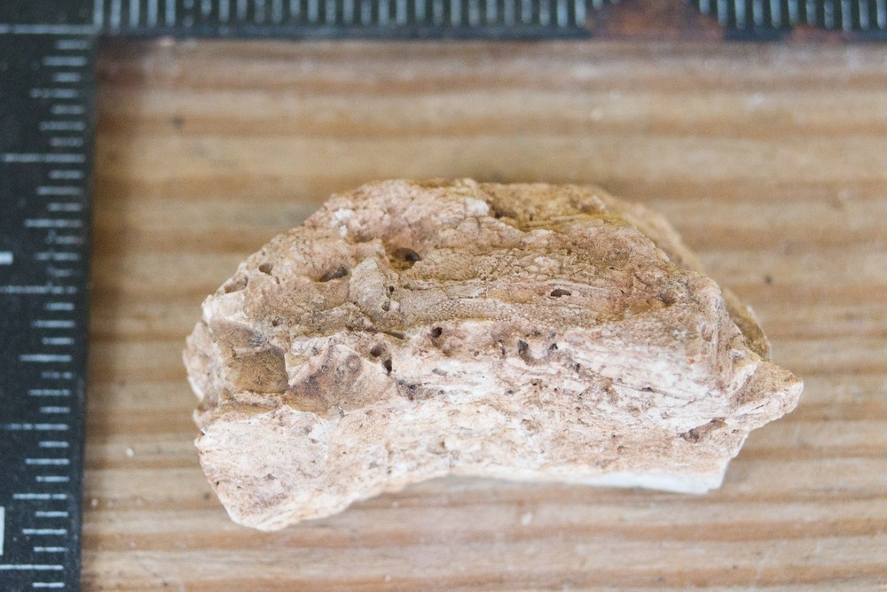 NE Oklahoma Fossil