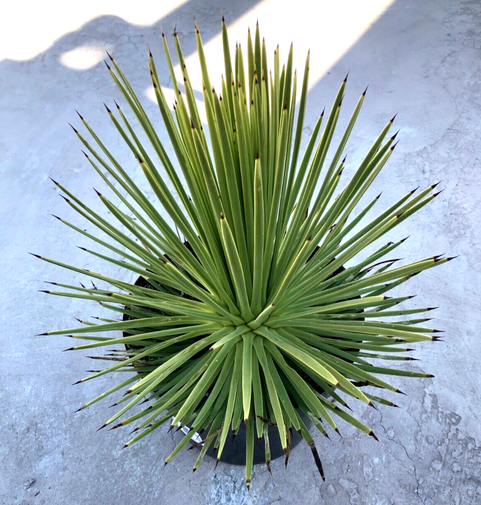 Agave Stricta 'Hedgehog Agave', Currently in a 9" container