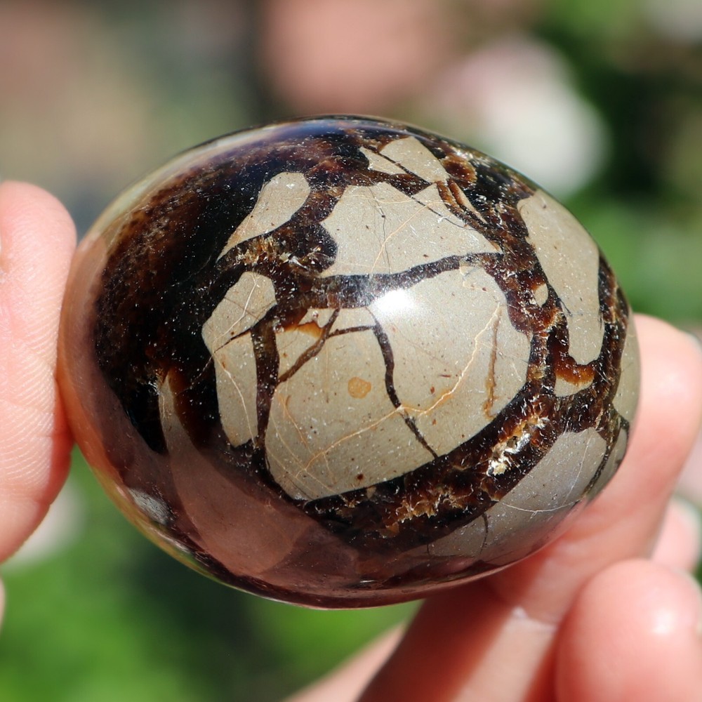 Polished Septarian Nodule (SEP43)