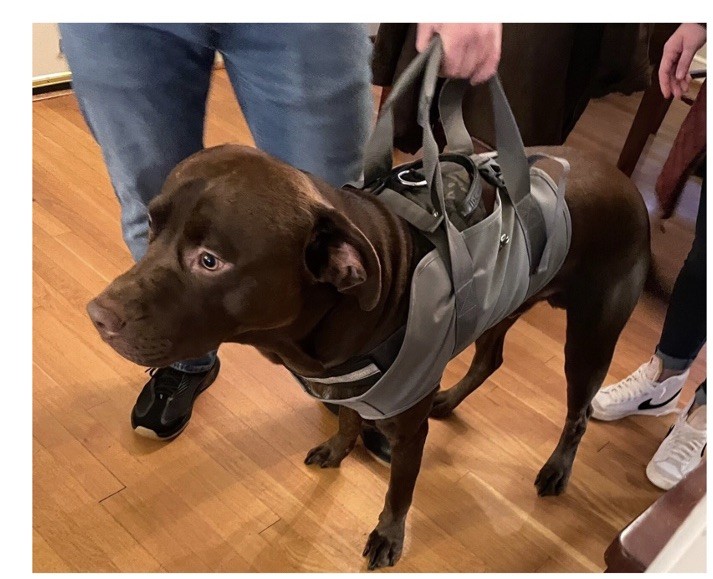 Dog Lift Support Harness Sling Large 50-75 LBS Orvis Fleece Lined Adj Fit NEW