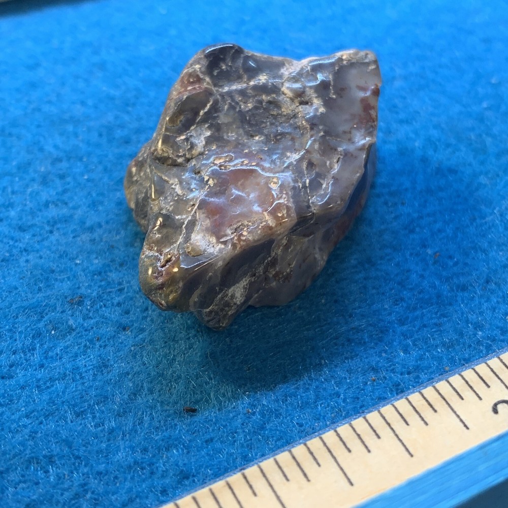 Dinosaur Coprolite (poop) Polished in Display Case