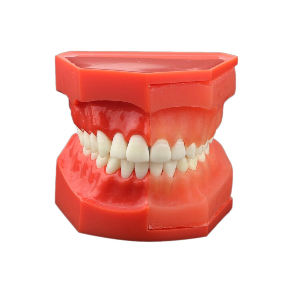 Dental Teeth Permanent Tooth Alternate Demonstration Study Teaching Model 4006#