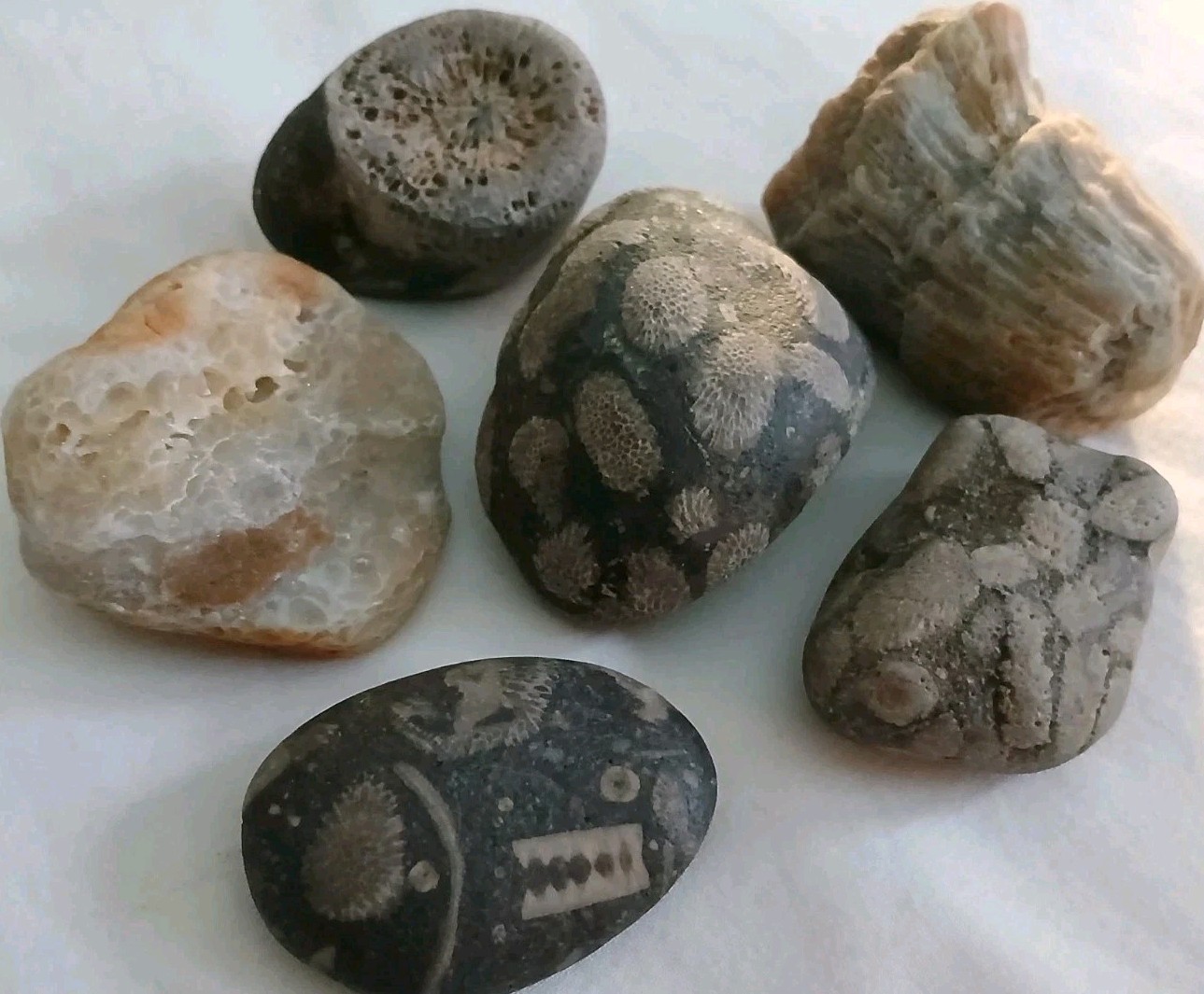 6 pc Lake Michigan Fossils Lot • 1 lb Unpolished Natural Beach Finds