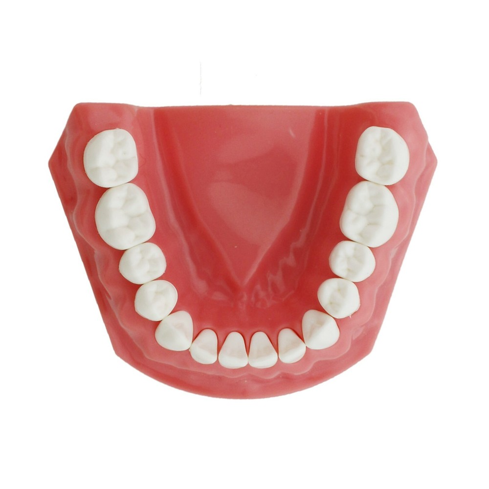 Dental 1:1 Model Brushing Flossing Practice Teeth Typodonts Model Teach Study