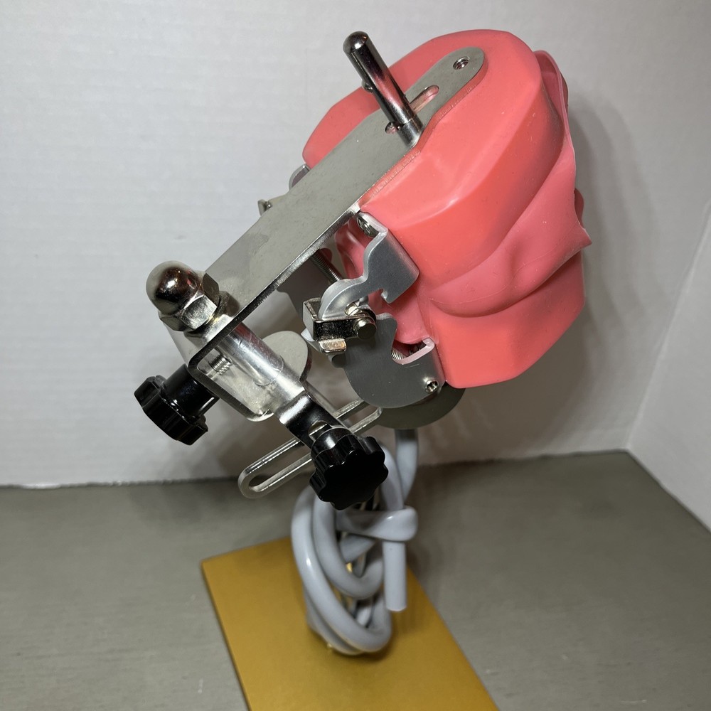 Dental Typodont Model Adjustable Stand Mounted Teaching Learning Simulation