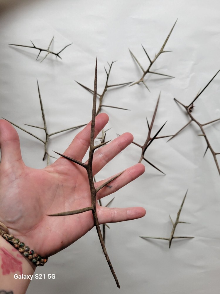 Honey Locust Thorns/XL Premium
