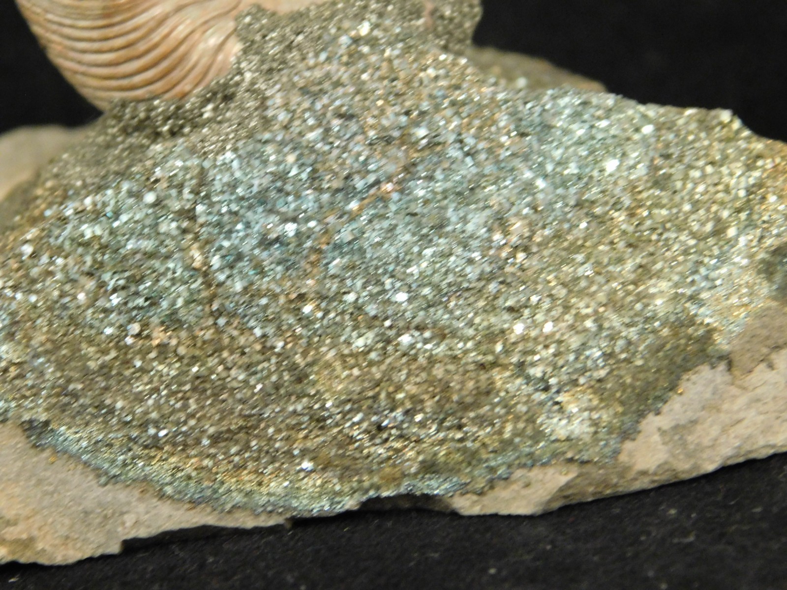 IRIDESCENT AMMONITE Fossil on Rainbow PYRITE! Volga River Saratov Russia 68.8gr