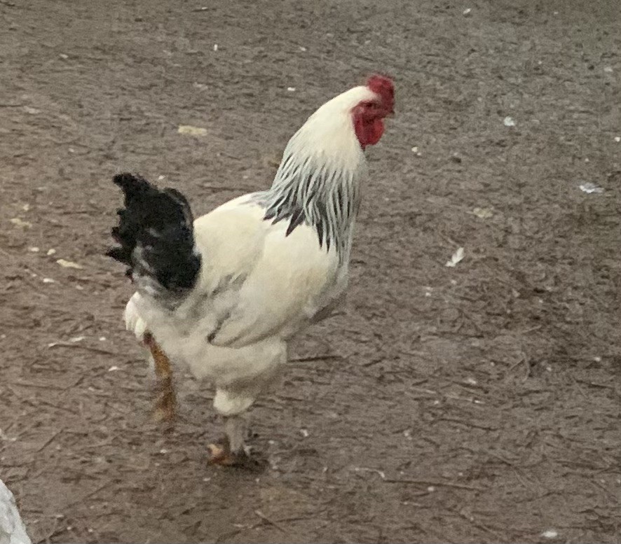 6+ GIANT Light Brahma Chicken Fertilized Eggs