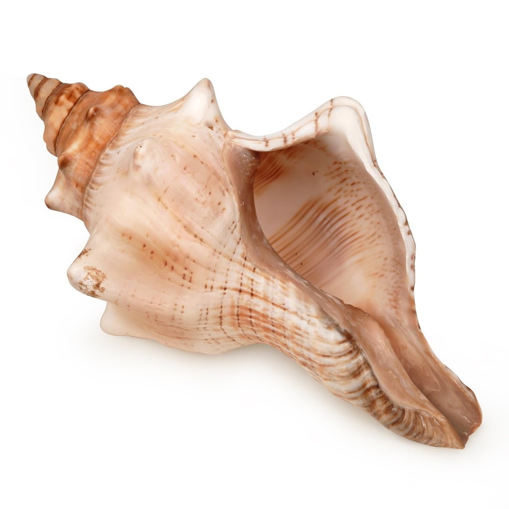 Giant Natural Conch Shell, Striped Fox Conch Seashell 1 Shell 6-7 inches, Lar...