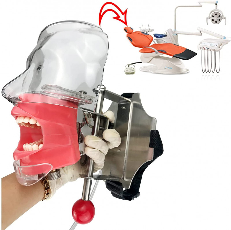 US Head Model for Dental Schools Lab Training Education Practical Demonstration