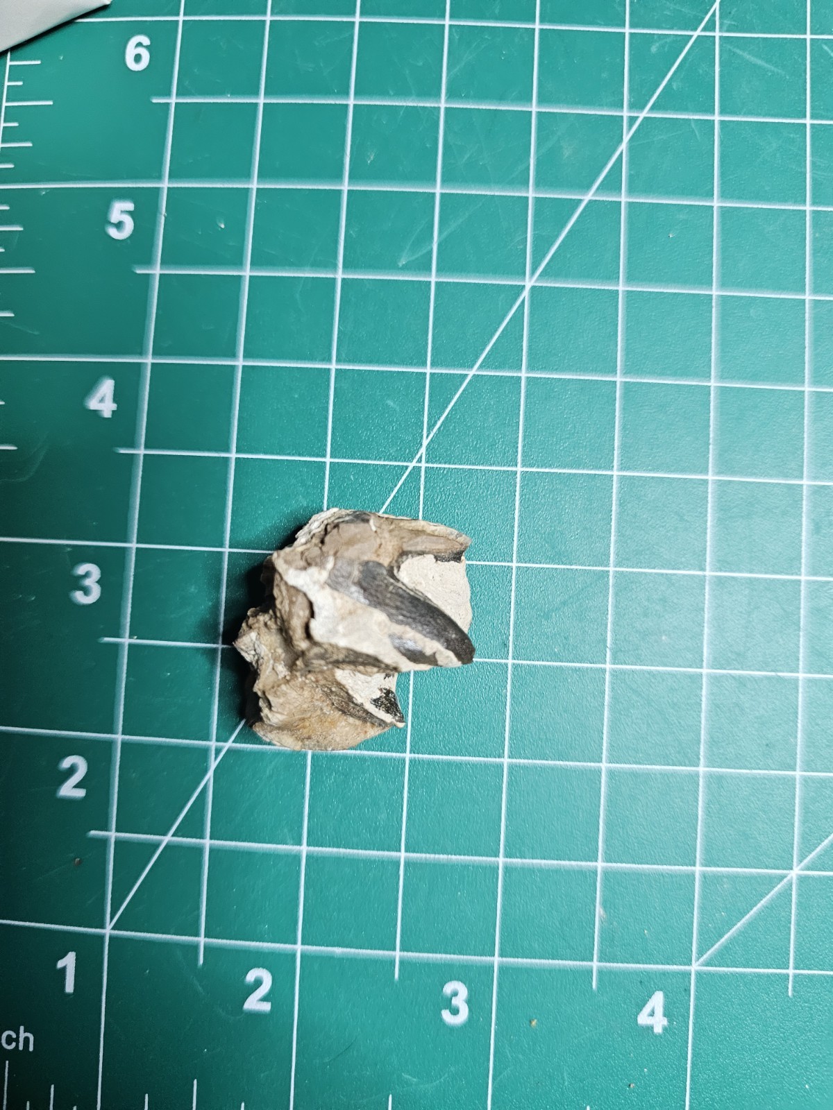 Fossil Rhino Tooth Suswassermolasse Oligocene Gunzburg Bavaria