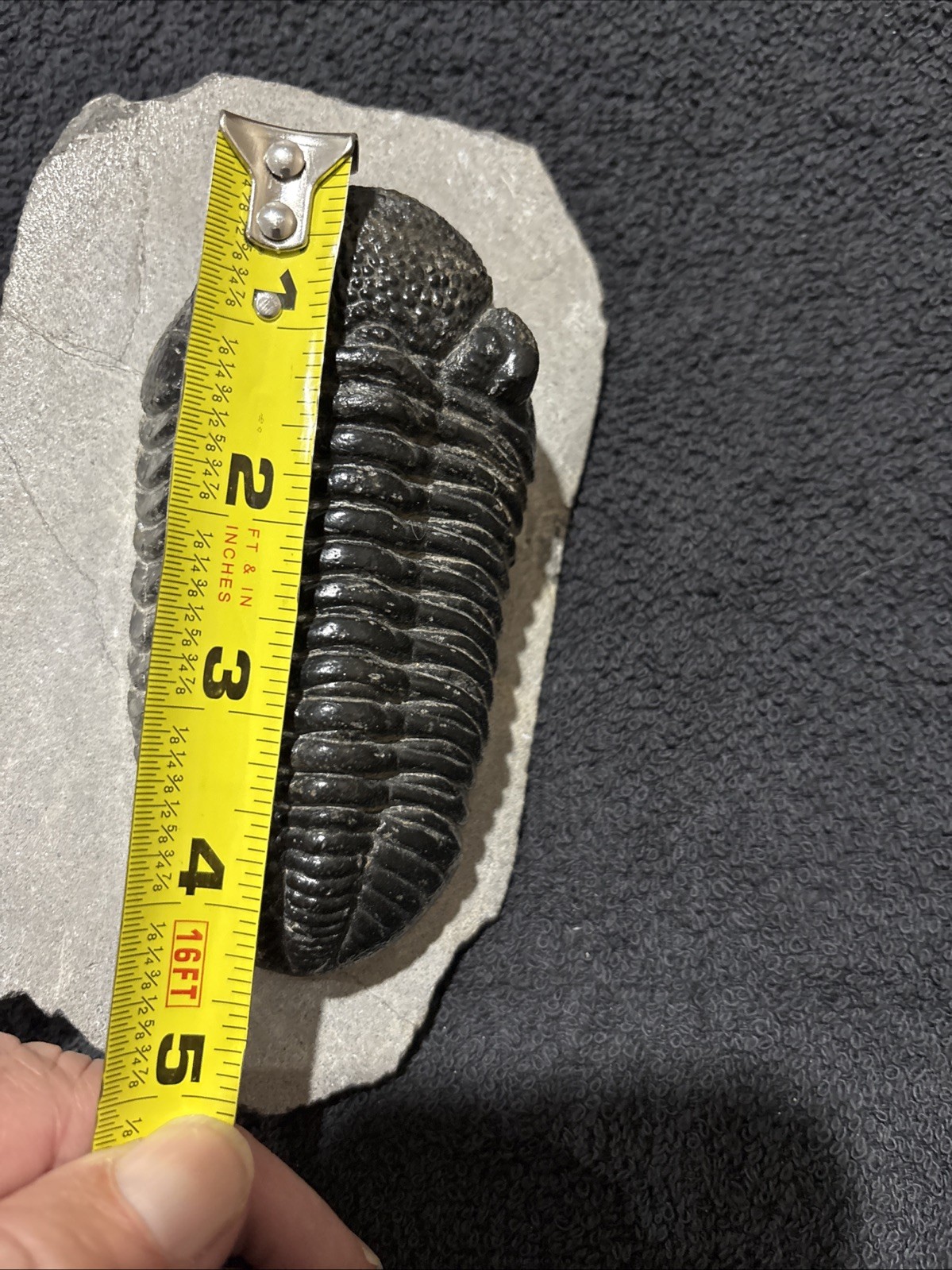 Really Nice Symmetrical 4 1/4+ Inches A Bit Shiny Oddly Cut Underneath Drotops