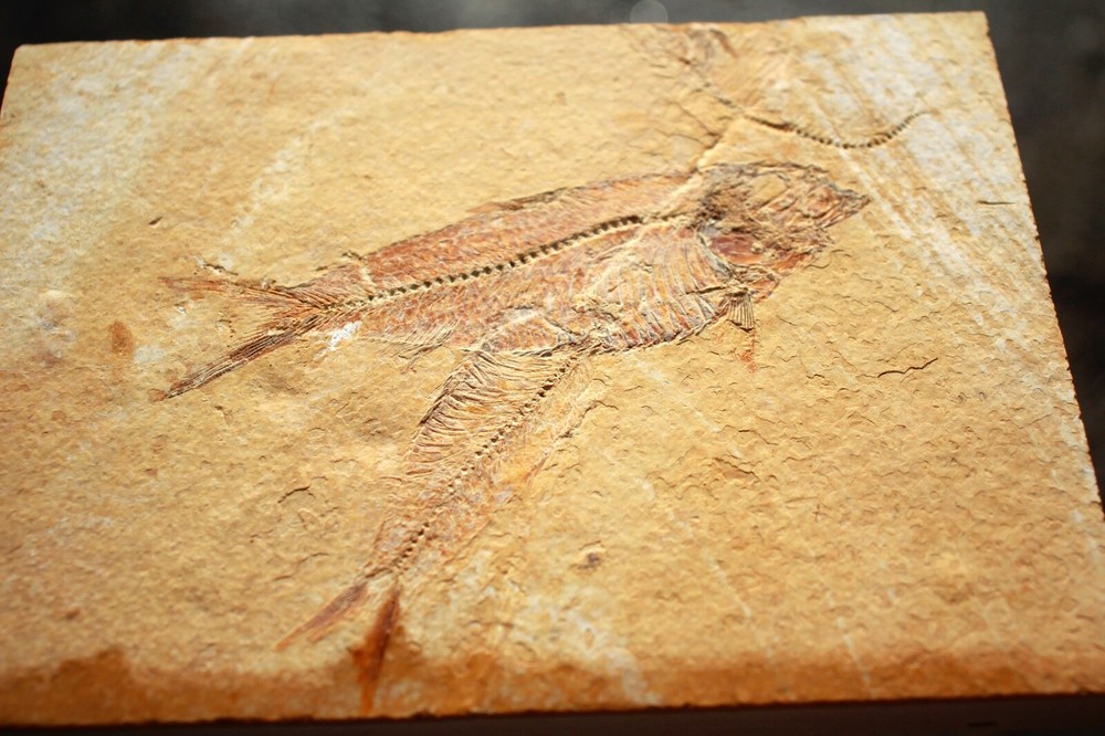 3 Fossil Fish • Complete Knightia eocena • 4.75"
