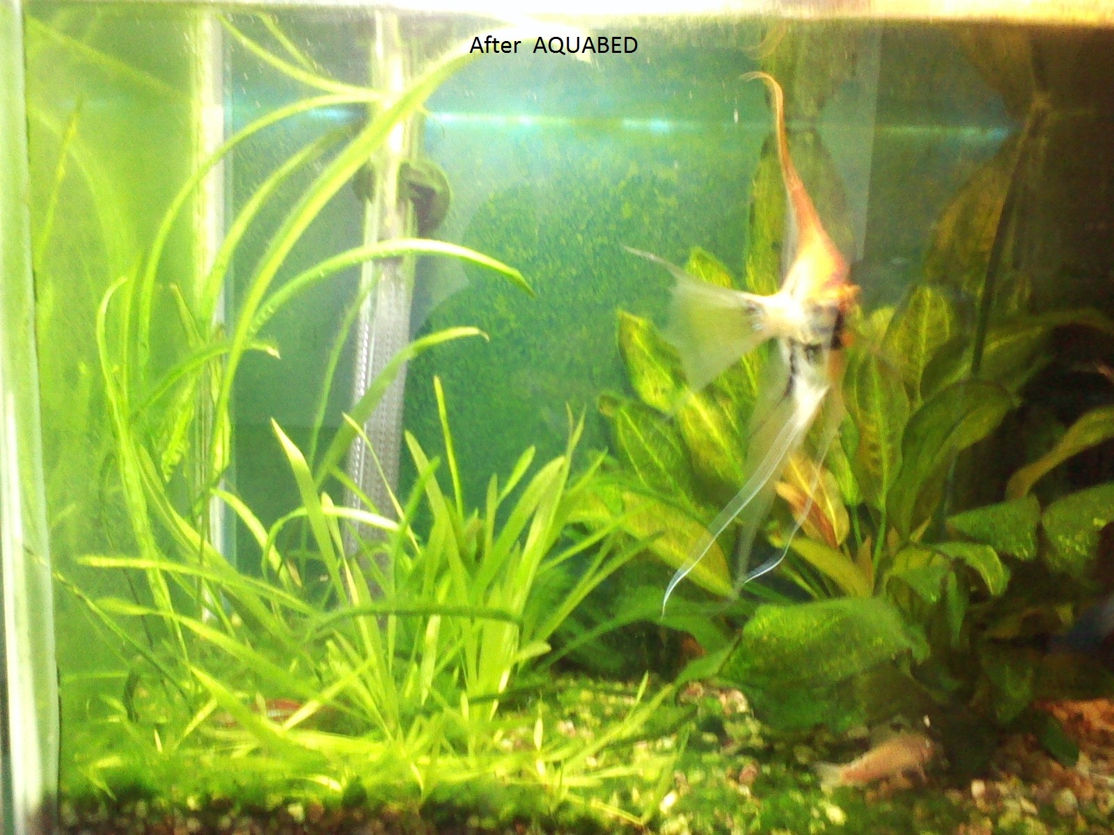 Aquarium plant soil