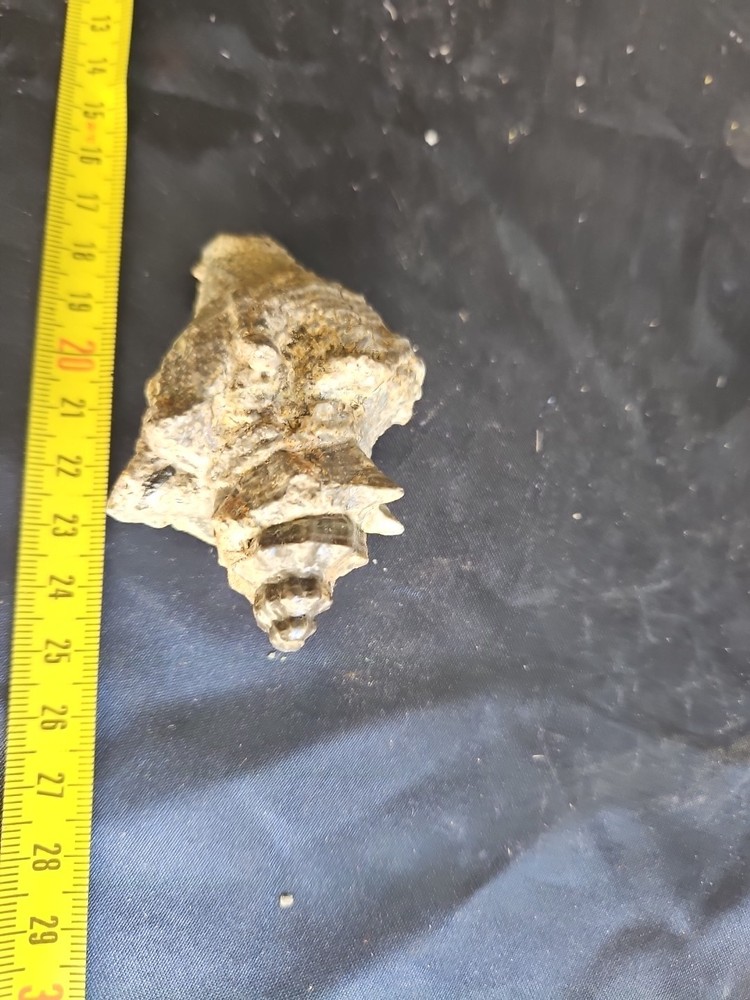Strombus Gasteropod Fossil