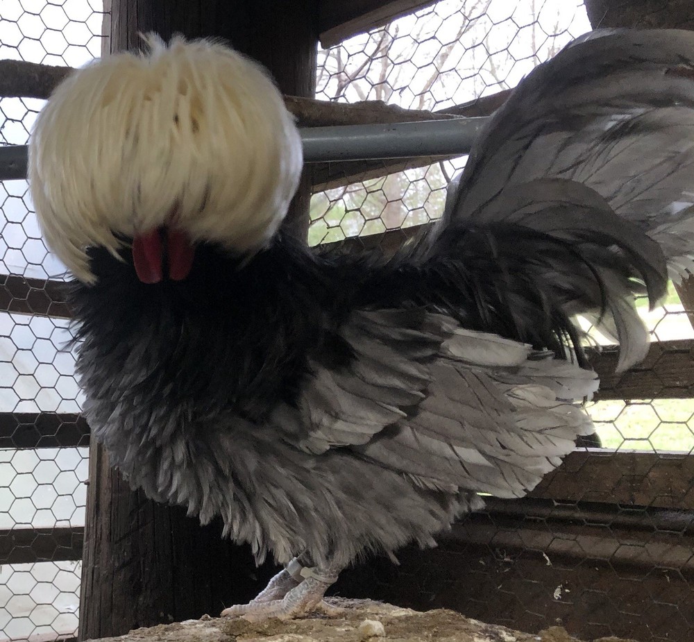 Polish Frizzle Hatching Eggs 15+ NPIP