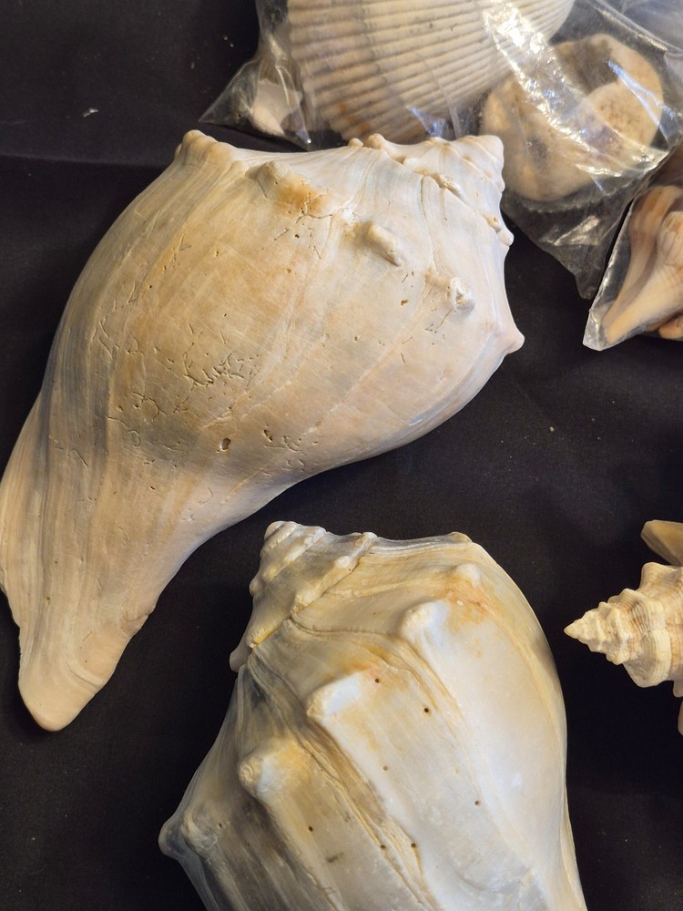 Sea Shells Lot- Over 8 Pounds-Assorted Sizes