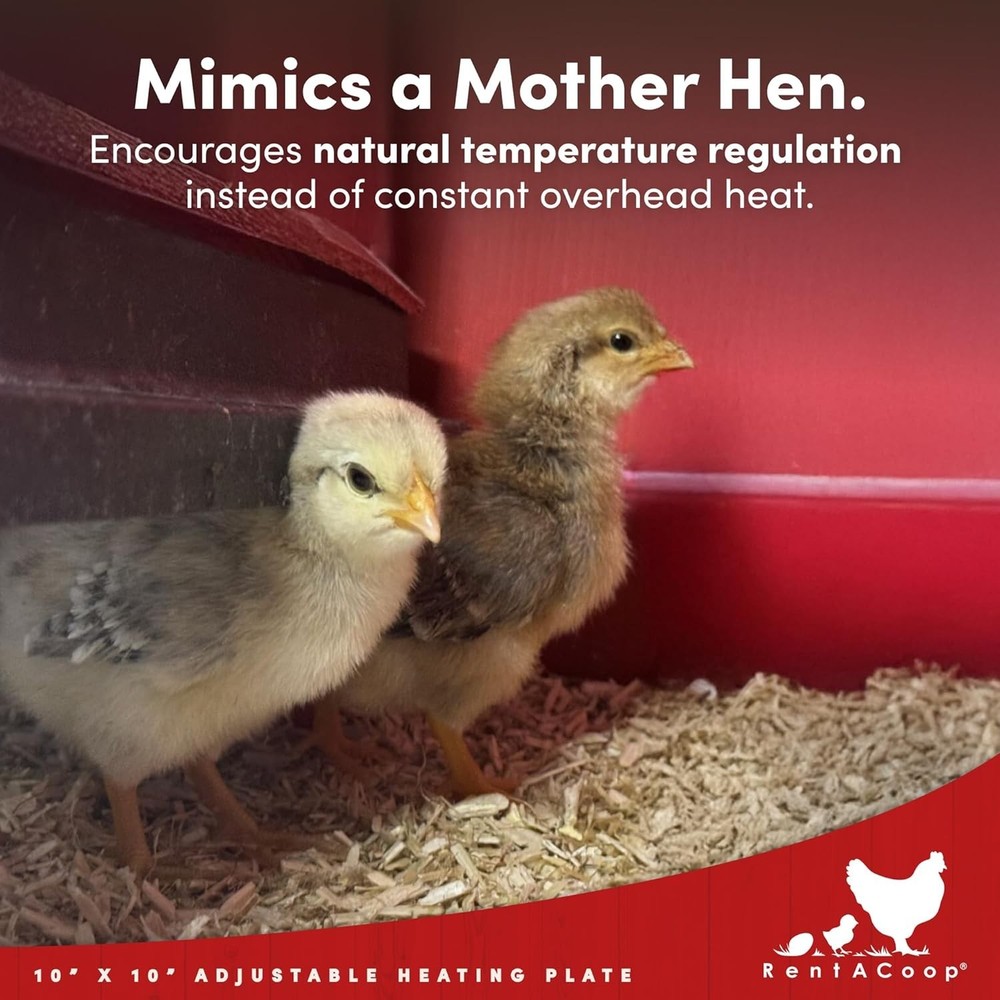 Chick Brooder Heat Plate - 15W Energy-Efficient Heater