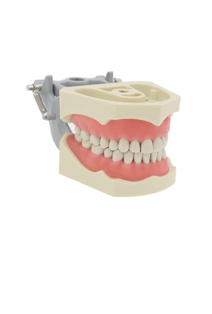 ADC EXAM teeth For Columbia Dentoform - 50 pack