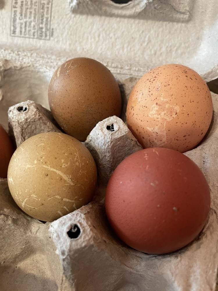 12+ Fertile Chicken Hatching Eggs Rainbow Mix Black Copper Maran Easter Egger