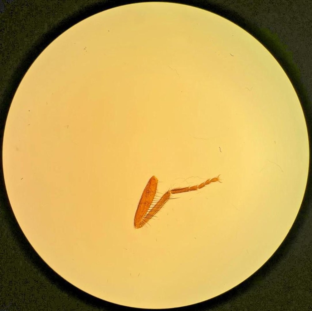 Olympus SPlan FL 2 0.08 160/- 2x Fluorite Microscope Objective (1-LB512)