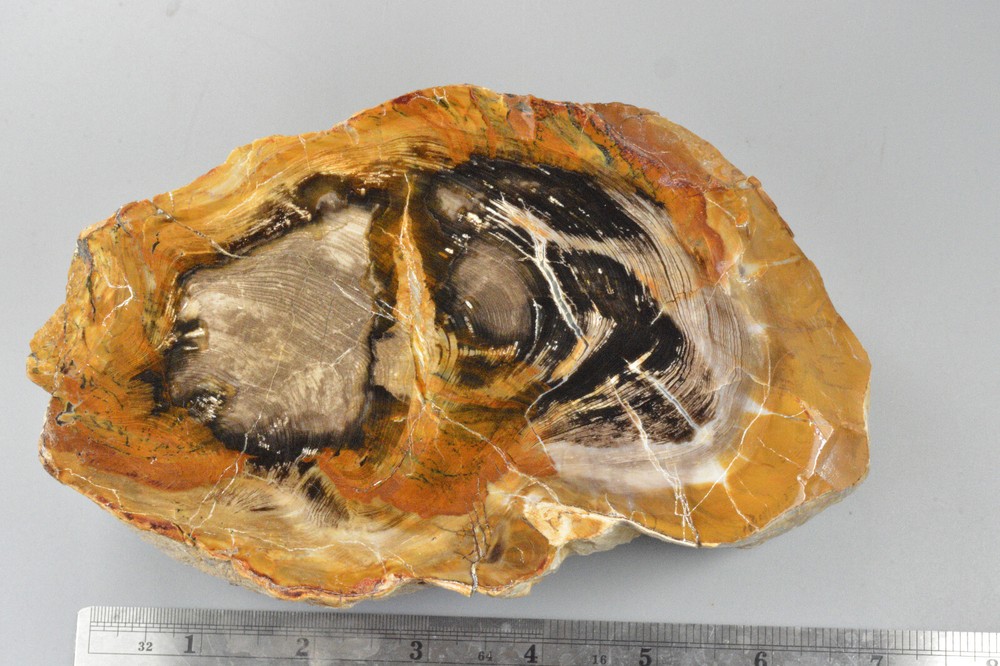 Petrified Wood Round, Saddle Mountain, Washington