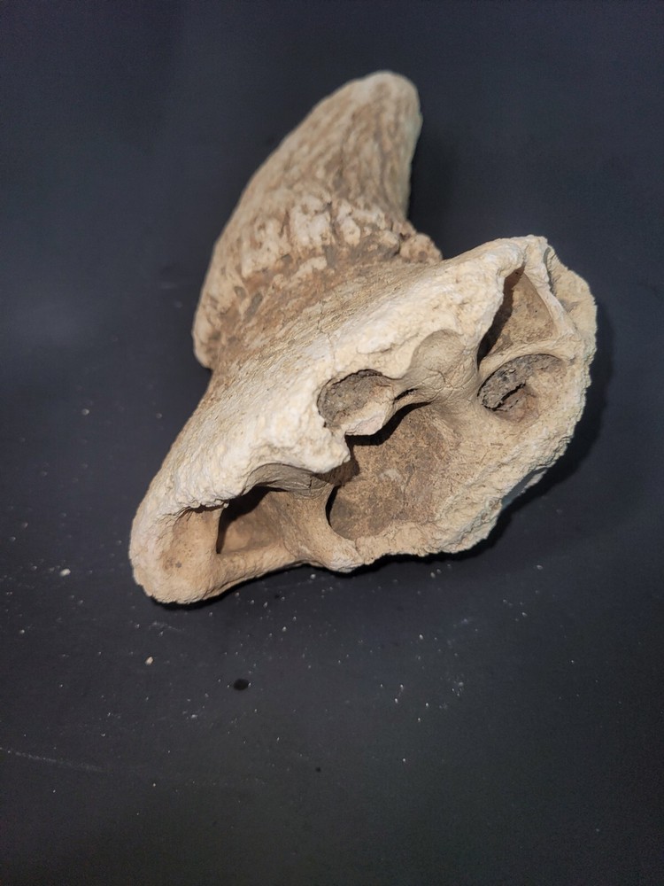 BISON HORN From ICE AGE