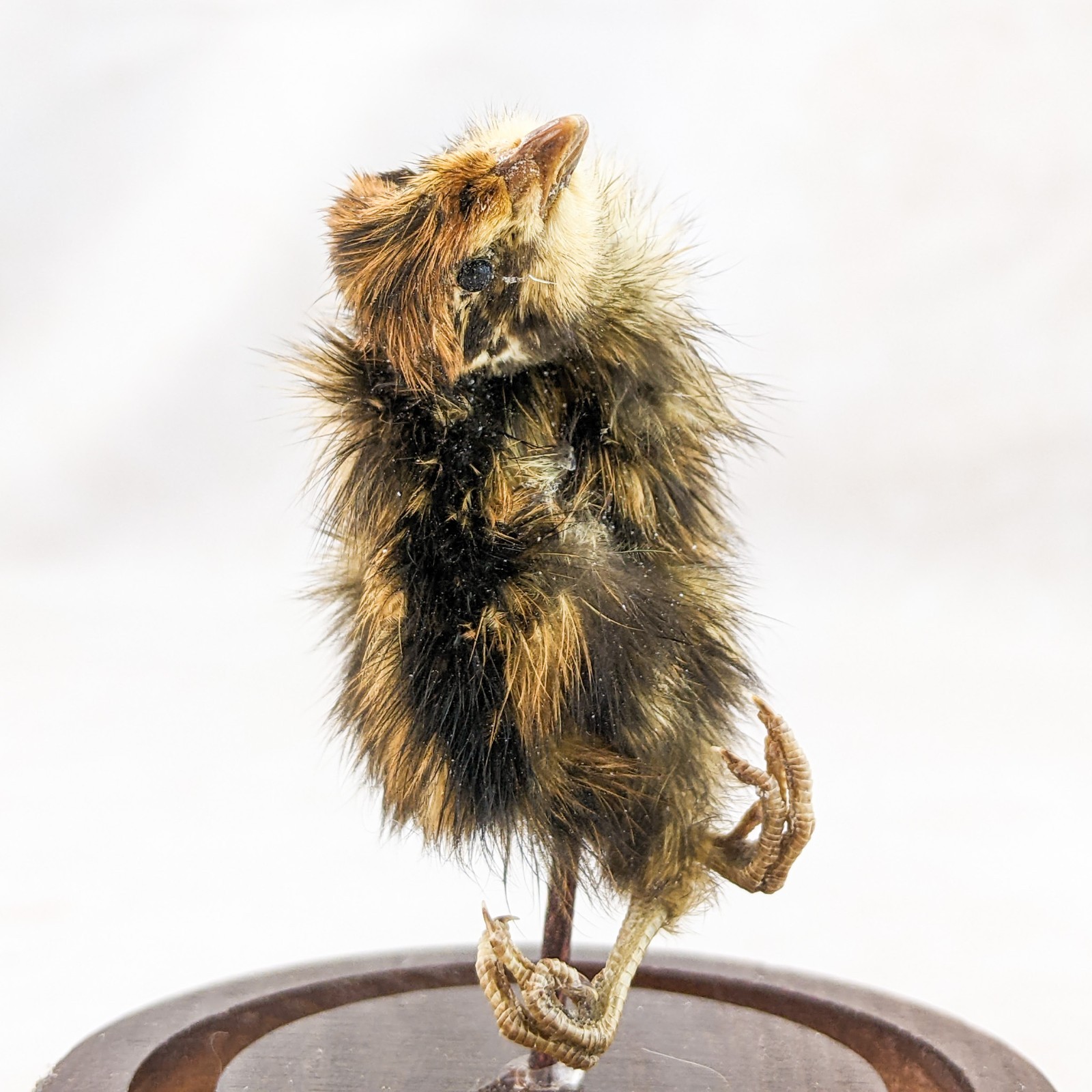 Dancing Quail Chick showcased in Glass Dome Display Taxidermy curiosity decor