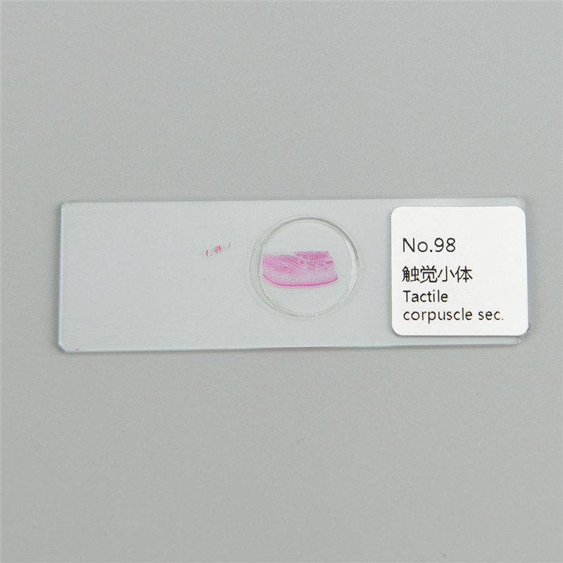 100PCS Mammals Pathology Microscope Prepared Slides Set Specimen