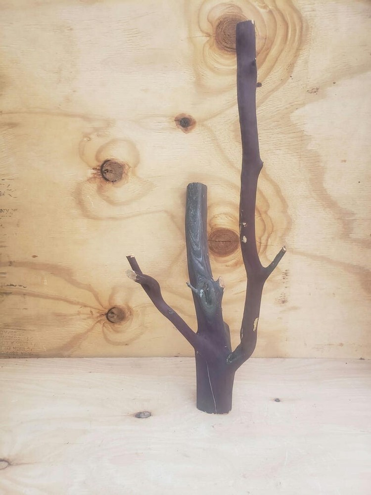 20" Red forked Manzanita branch #35