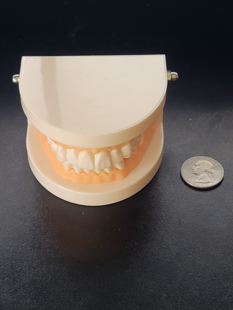 Dental Typodont Study Model - Fixed Teeth