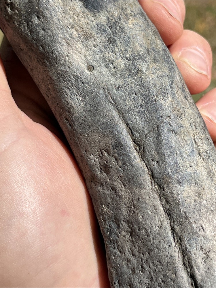 Very Rare Solid Unknown Fossil Segment-Not Modern-read description